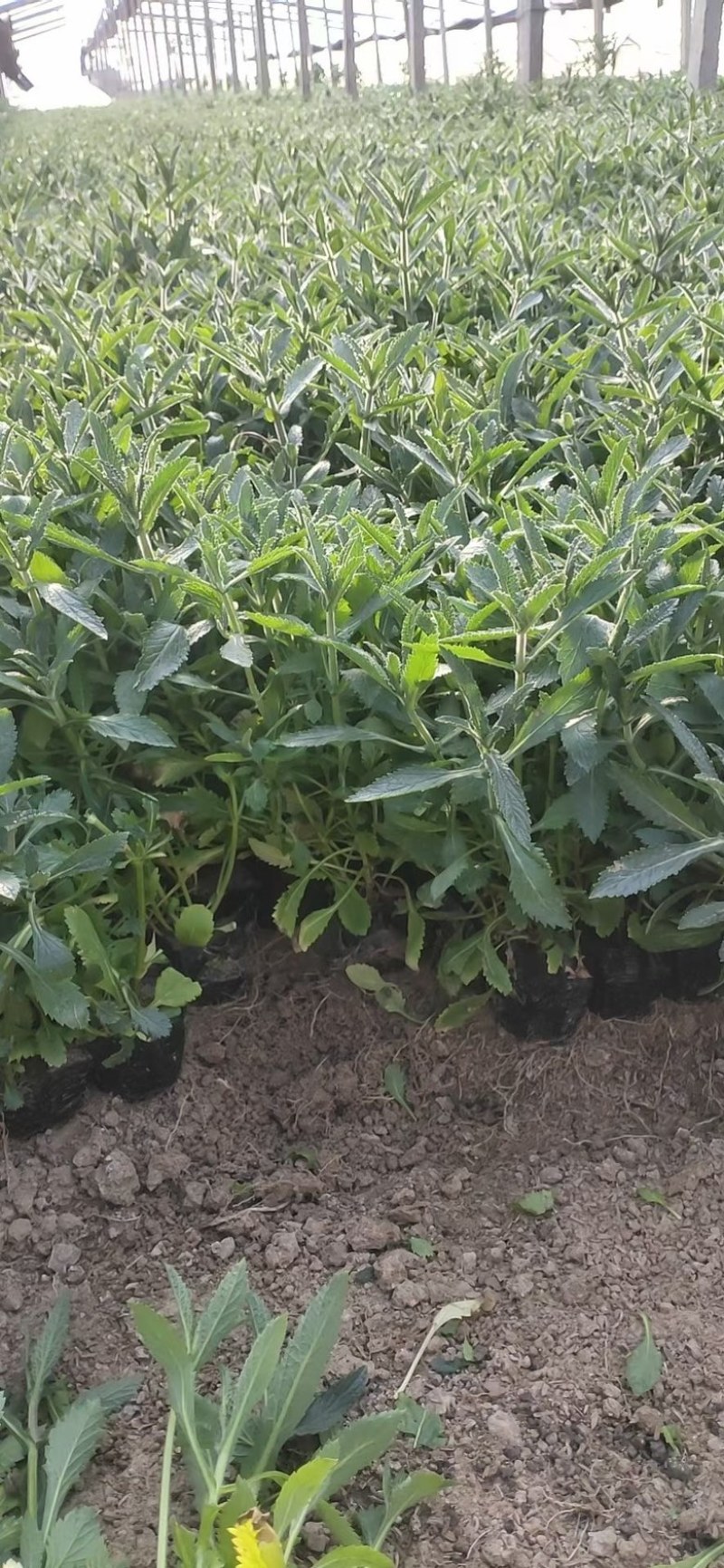 山东青州杰润花卉马鞭草携带团队打造花海一条龙服务