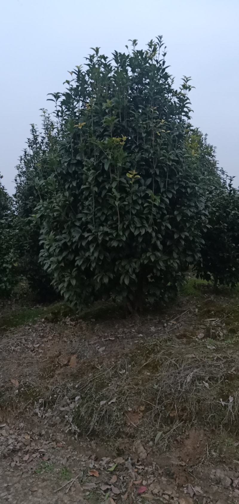 桂花球，苗圃的货源，现场看苗，挑选打号，量大从优