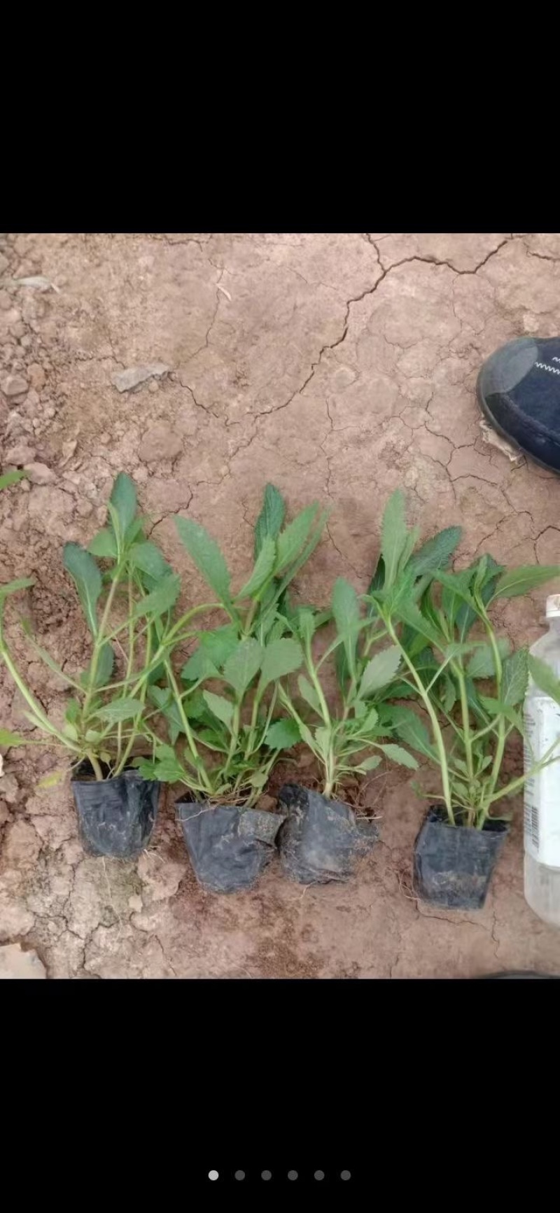 山东青州杰润花卉马鞭草携带团队打造花海一条龙服务