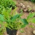 山东青州杰润花卉马鞭草携带团队打造花海一条龙服务
