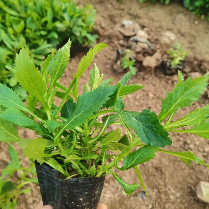 山东青州杰润花卉马鞭草携带团队打造花海一条龙服务