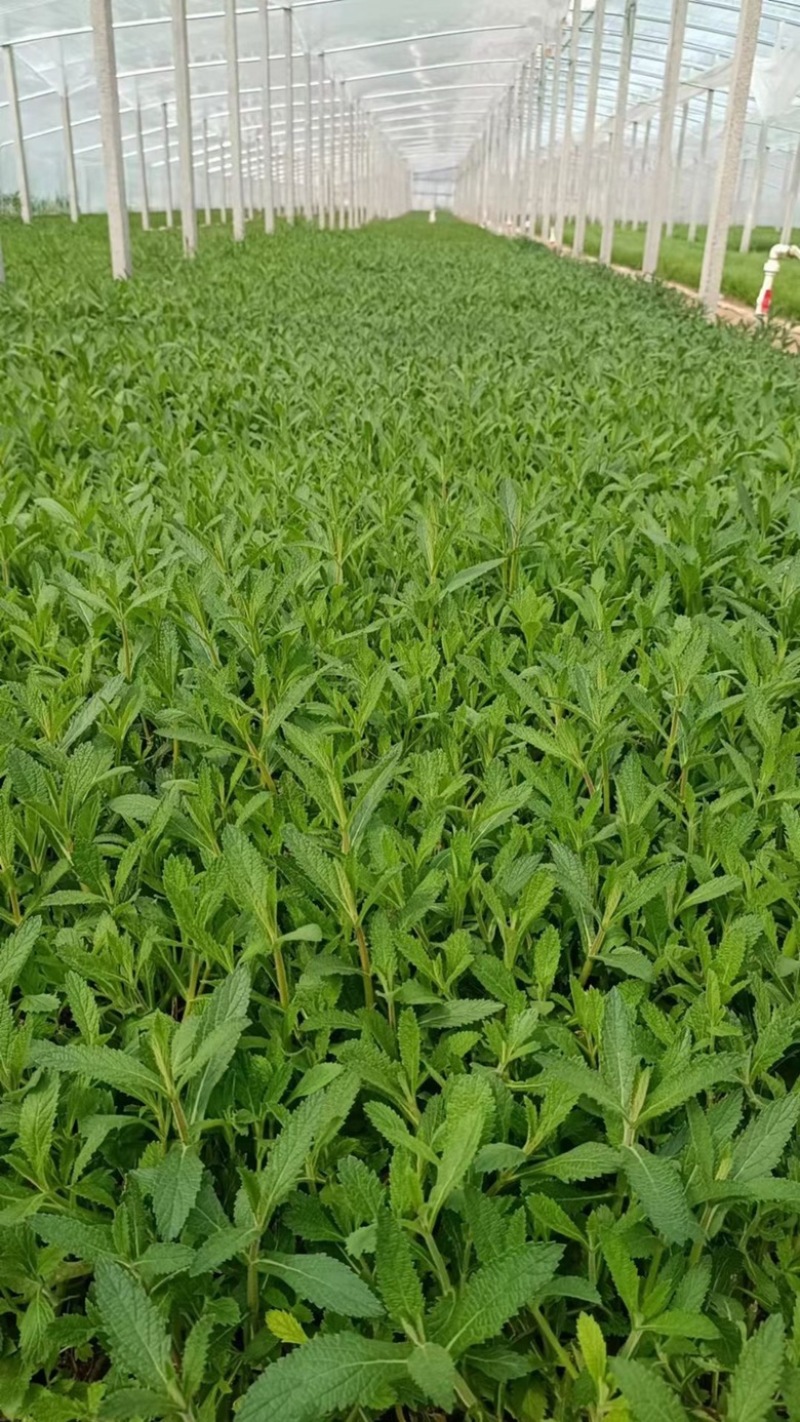 山东青州杰润花卉马鞭草携带团队打造花海一条龙服务