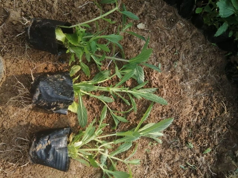 山东青州杰润花卉马鞭草携带团队打造花海一条龙服务
