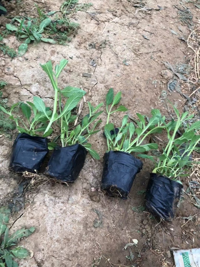 山东青州杰润花卉马鞭草携带团队打造花海一条龙服务