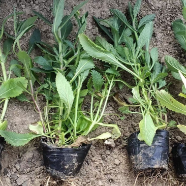 山东青州杰润花卉马鞭草携带团队打造花海一条龙服务