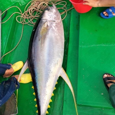 深海金枪鱼