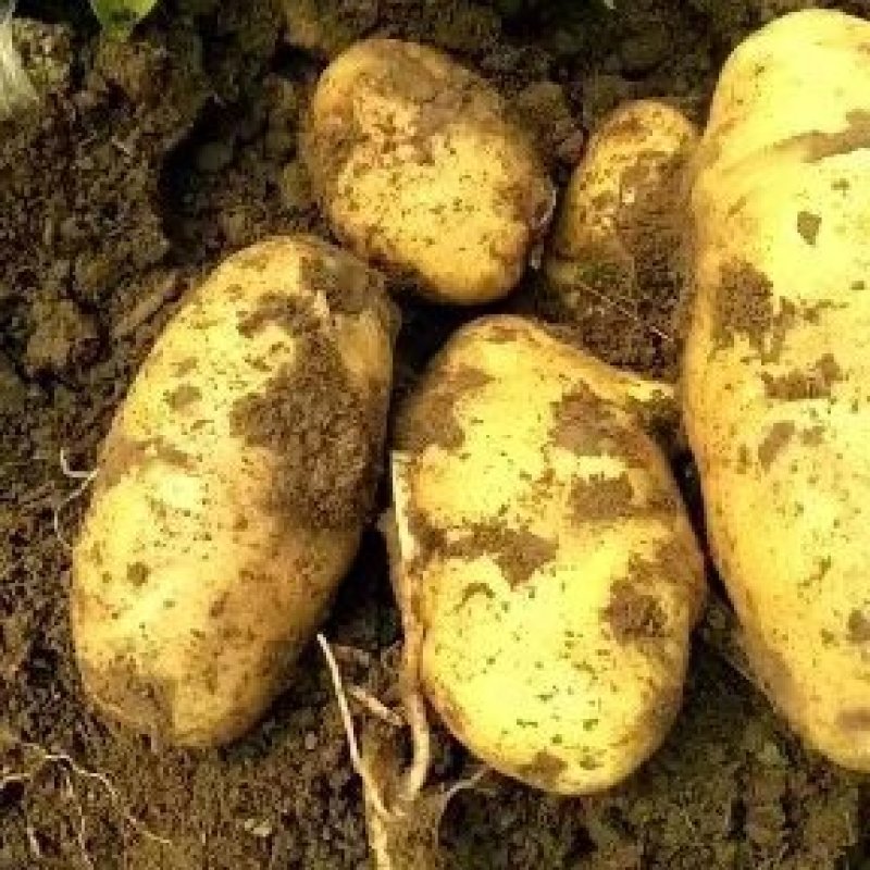 新乐市土豆6月1号大量上市欢迎新老客户前来选购随到随装车