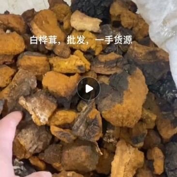 桦树茸