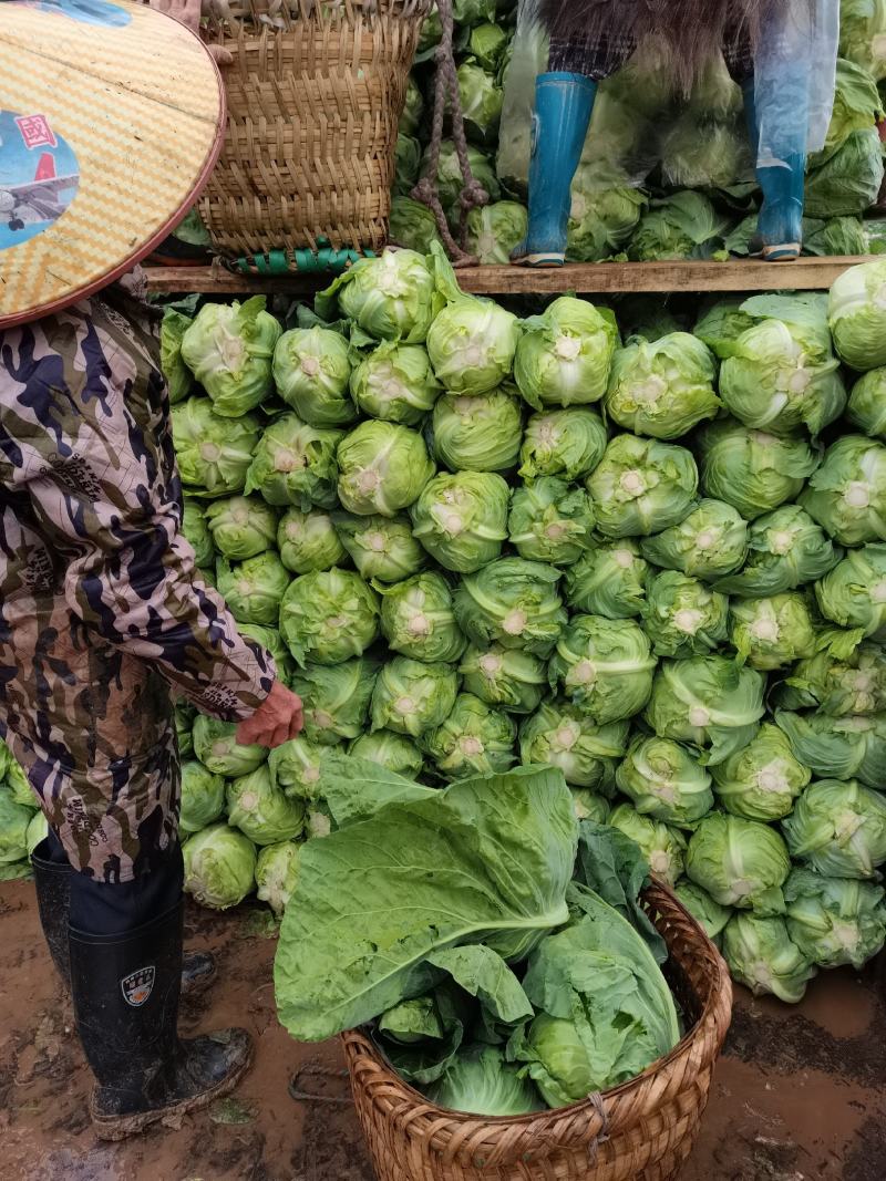 牛心包菜，基地直供应，质量保证，欢迎咨询