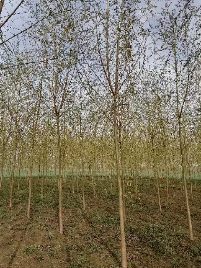 金丝垂柳大量供应中，成活率高，一手货源，欢迎采购交流看货