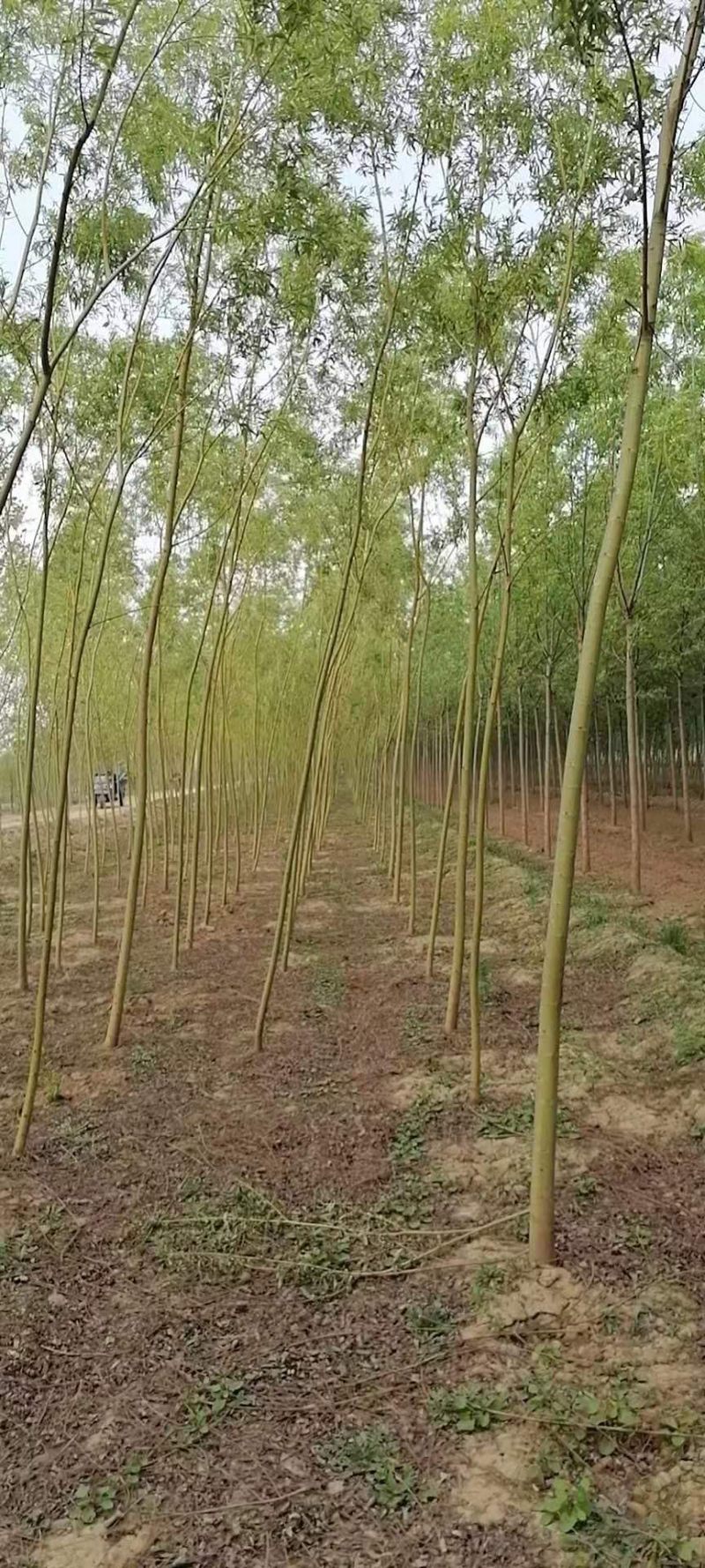 金丝垂柳大量供应中，成活率高，一手货源，欢迎采购交流看货