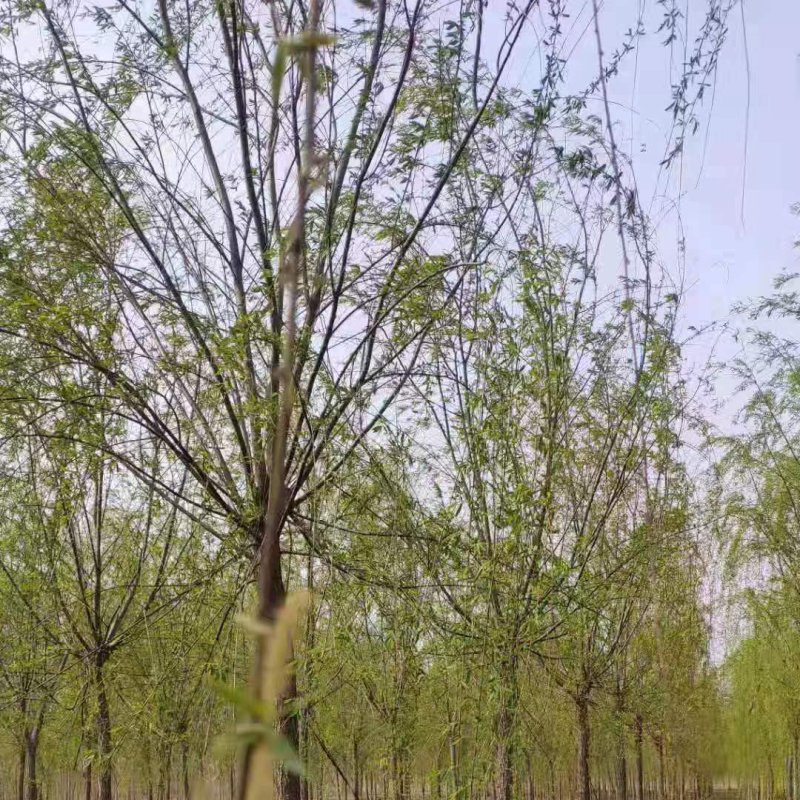 金丝垂柳大量供应中，成活率高，一手货源，欢迎采购交流看货