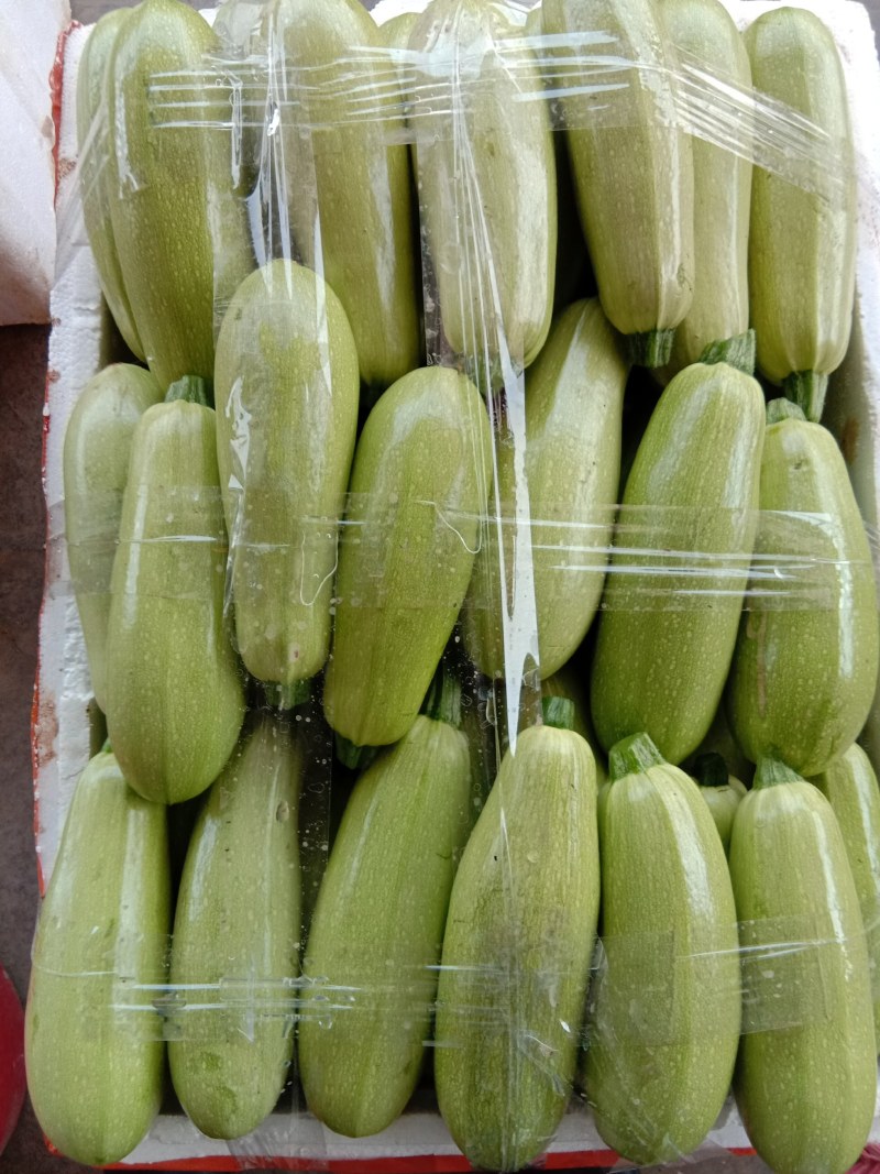 【西葫芦】大量上市产地直发货源充足。