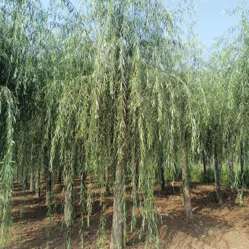 嫁接柳树大量供应中，成活率高，一手货源，欢迎采购