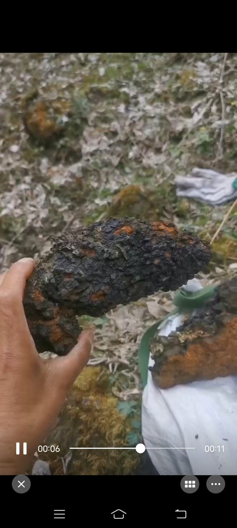 桦树茸之川西高原阿坝州