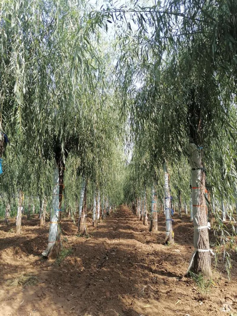 嫁接柳树大量供应中，成活率高，一手货源，欢迎采购