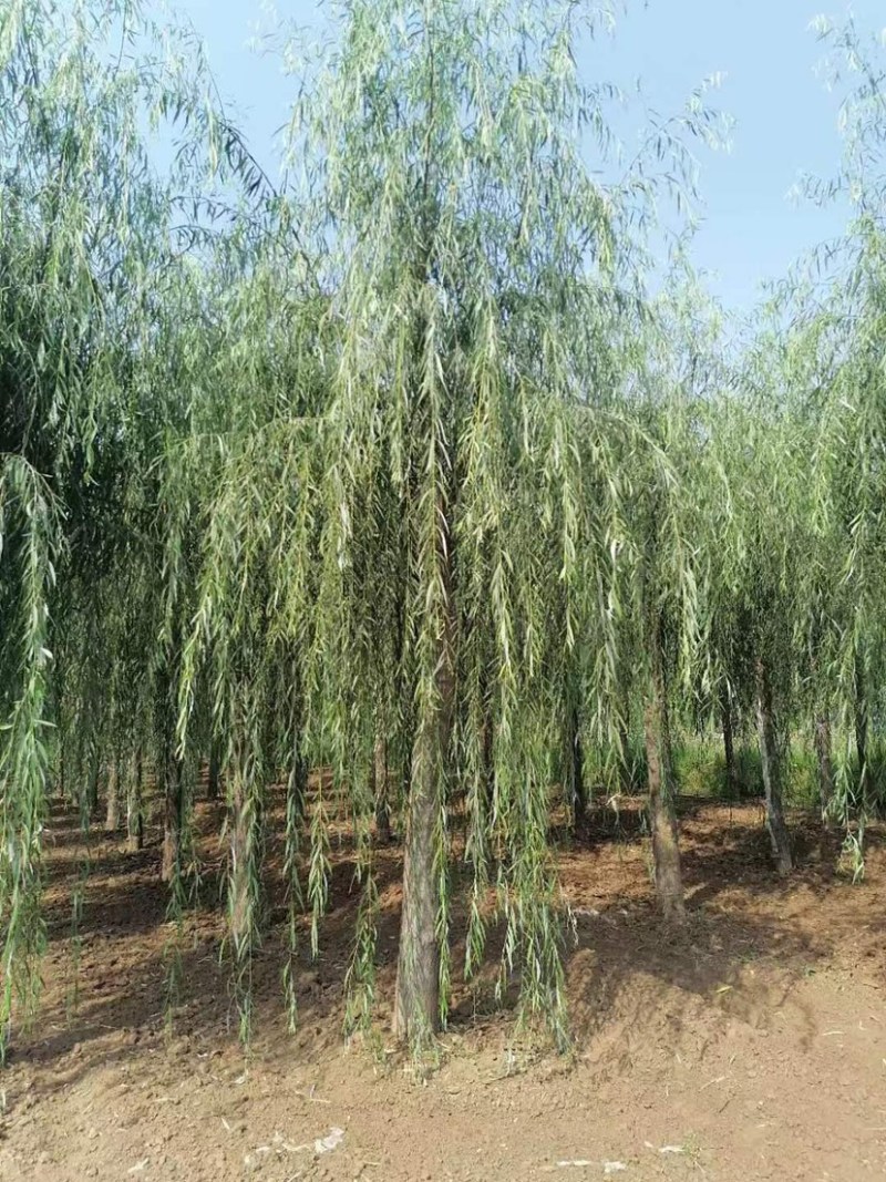 嫁接柳树大量供应中，成活率高，一手货源，欢迎采购