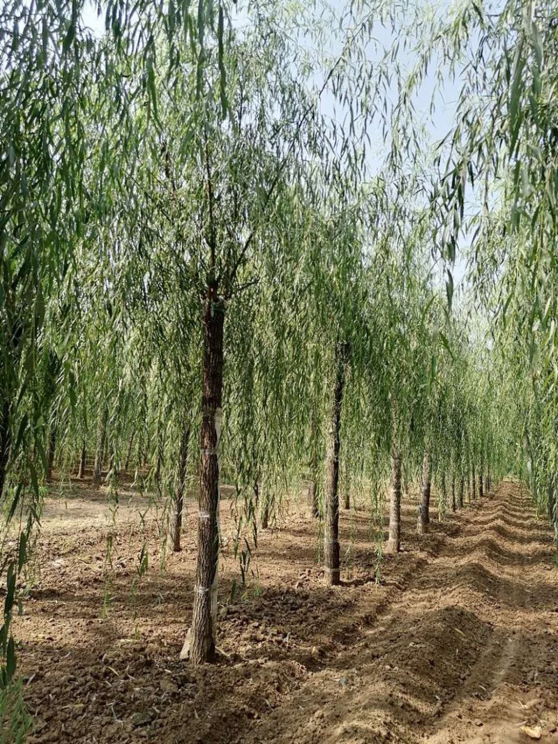 嫁接柳树大量供应中，成活率高，一手货源，欢迎采购