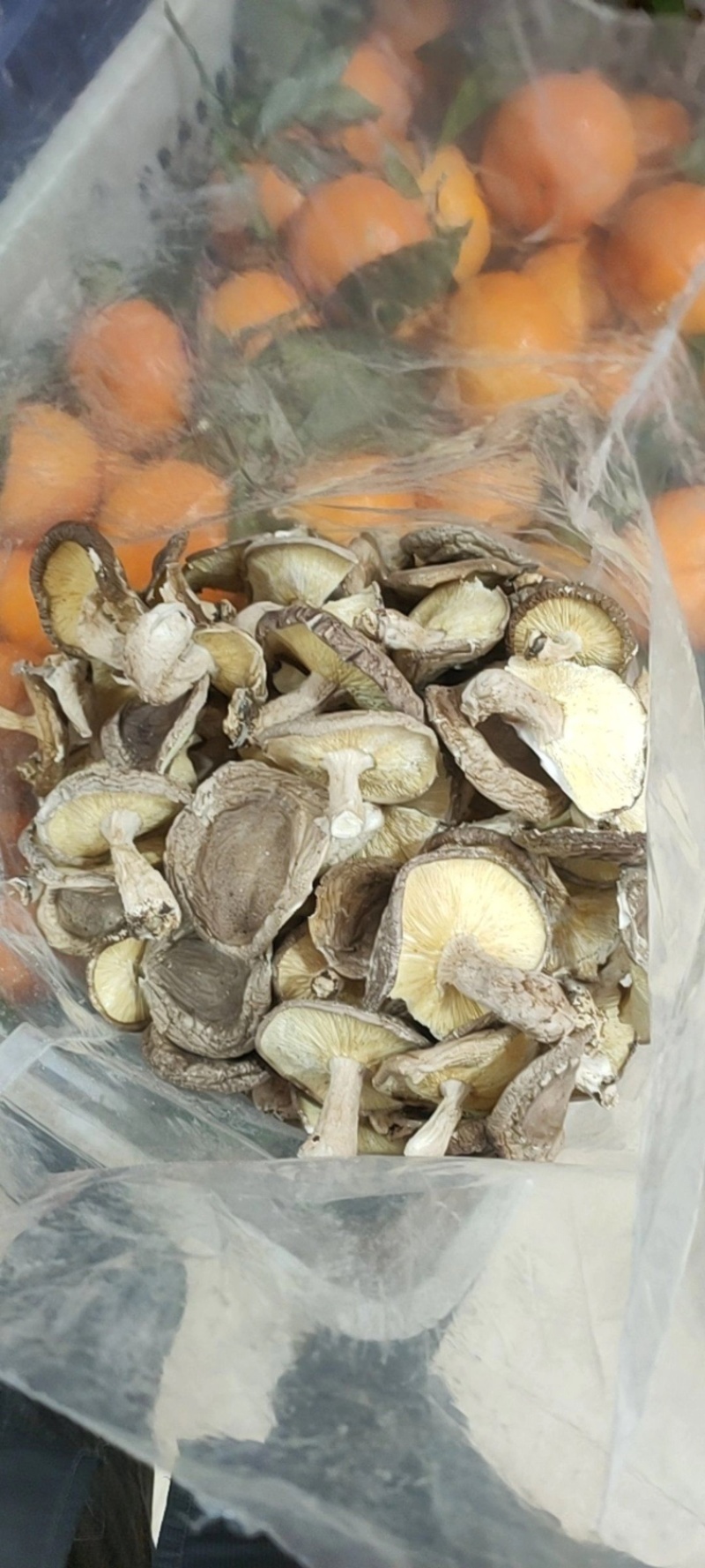 拍一发五包3-6cm庆元香信菇野菌培育品质保证