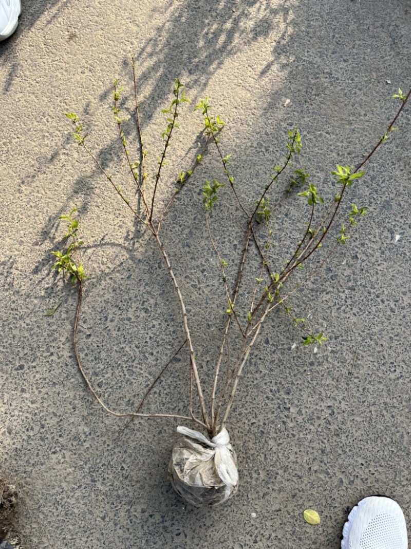 溲疏毛球