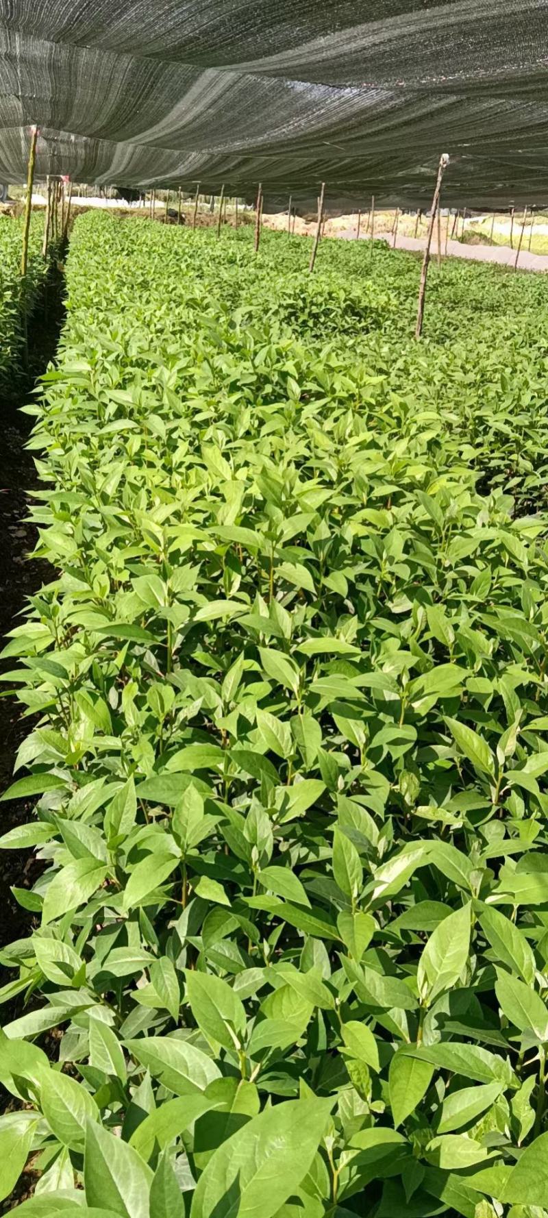 木姜子苗山胡椒苗出售精选优质种子育苗高成活率