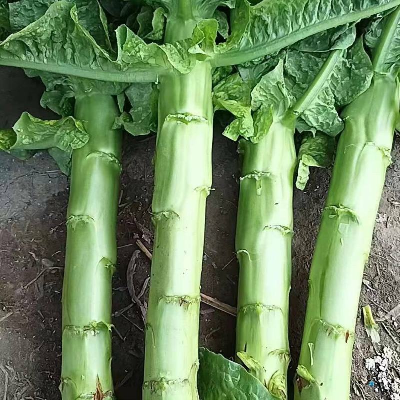 精品三青莴笋大量上市产地直保质保量欢迎咨询