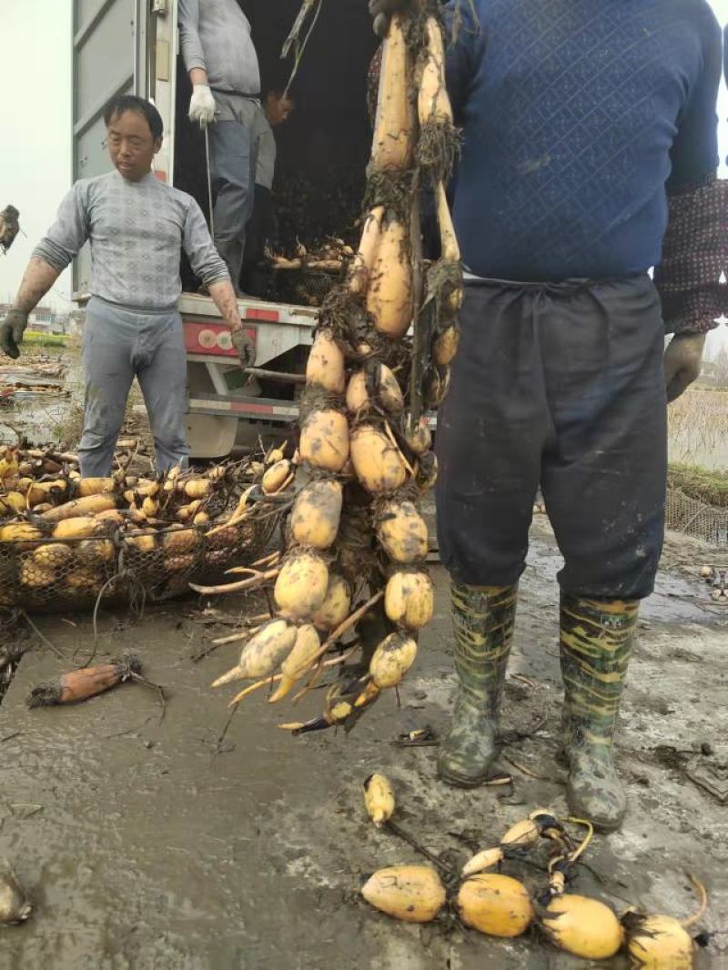 大量出售各种莲藕，有鄂莲6号，泰国花奇莲等品种，量大从优