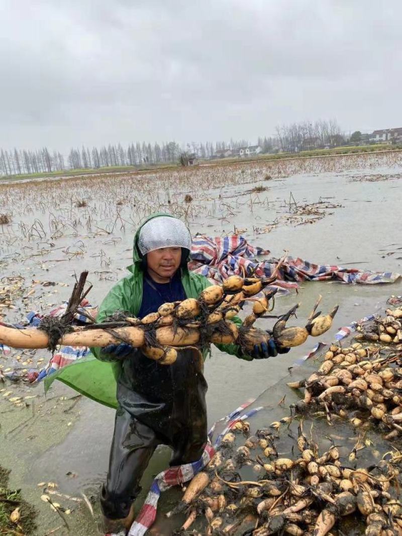 大量出售各种莲藕，有鄂莲6号，泰国花奇莲等品种，量大从优