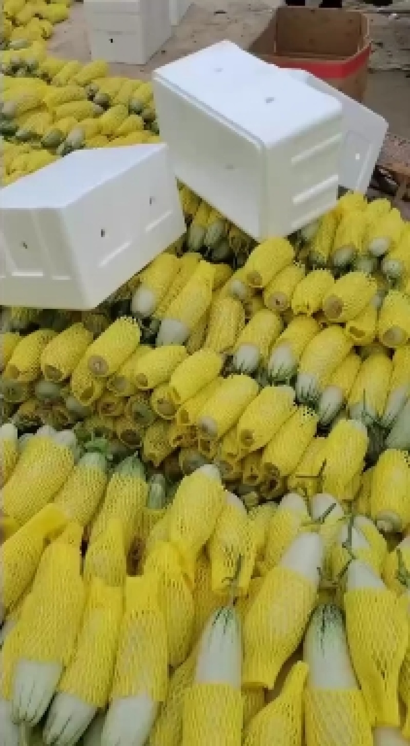 【好货推荐】甜瓜，博洋九号甜瓜，皮薄脆甜新鲜直达量大优惠