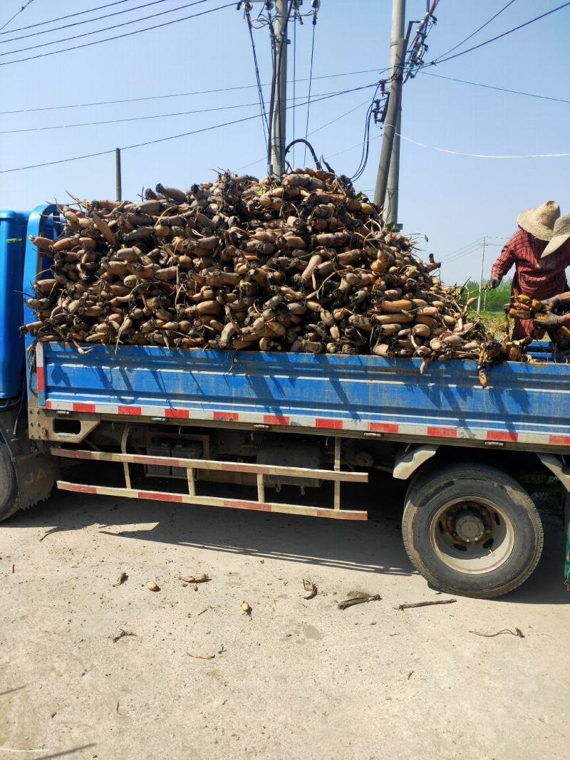 专业生产优质莲藕苗，主产赛珍珠藕种，六号，新三五，花旗莲