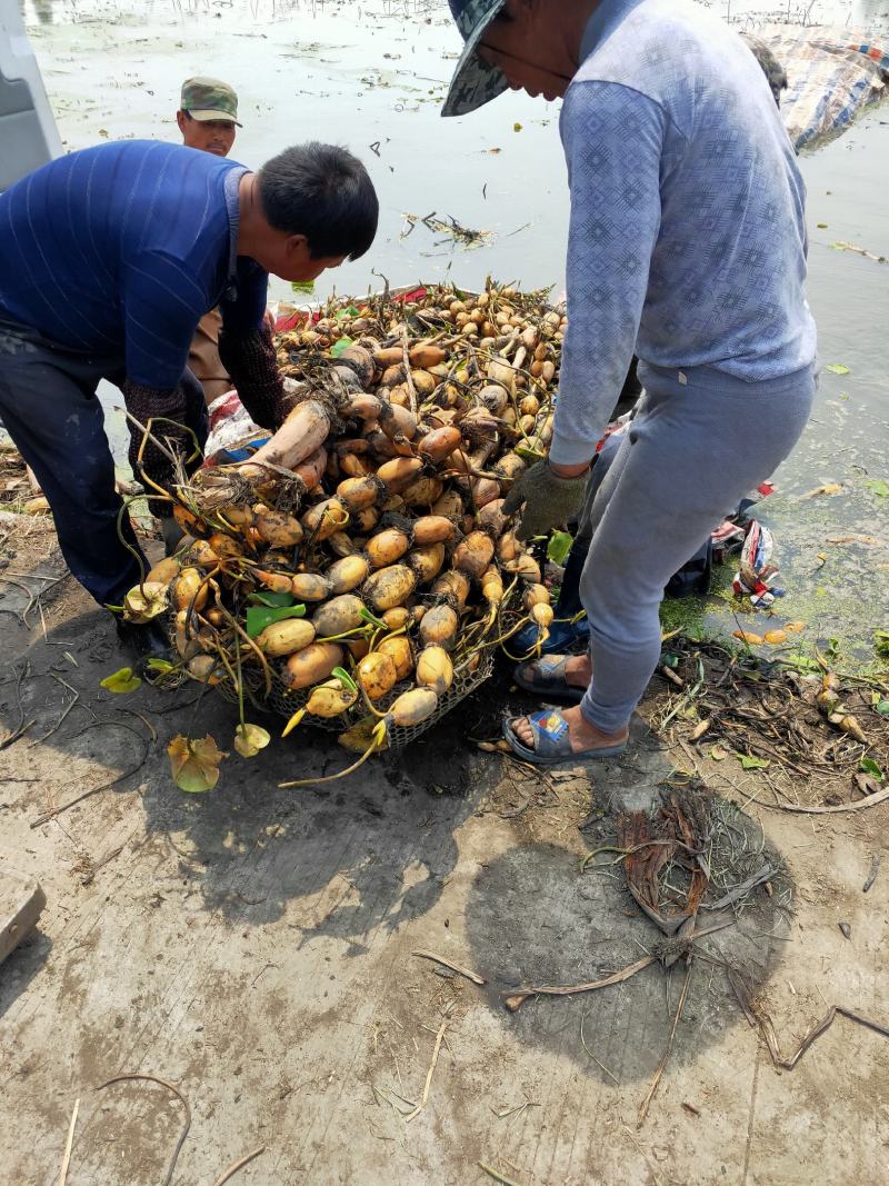 专业生产优质莲藕苗，主产赛珍珠藕种，六号，新三五，花旗莲