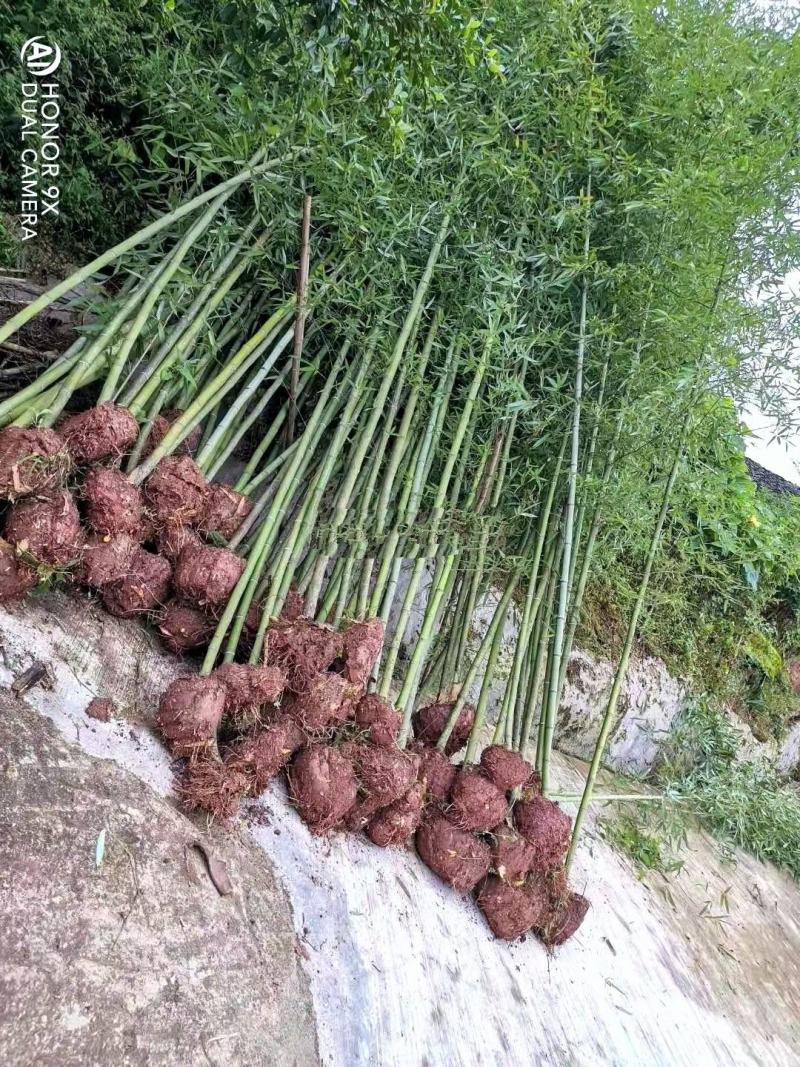 斑竹，自家地里的货，量大从优