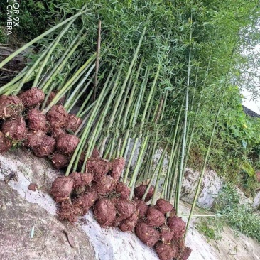 斑竹，自家地里的货，量大从优