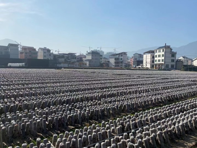 【产地活动】买一送四袋庆元香信菇野菇菌丝培育而成