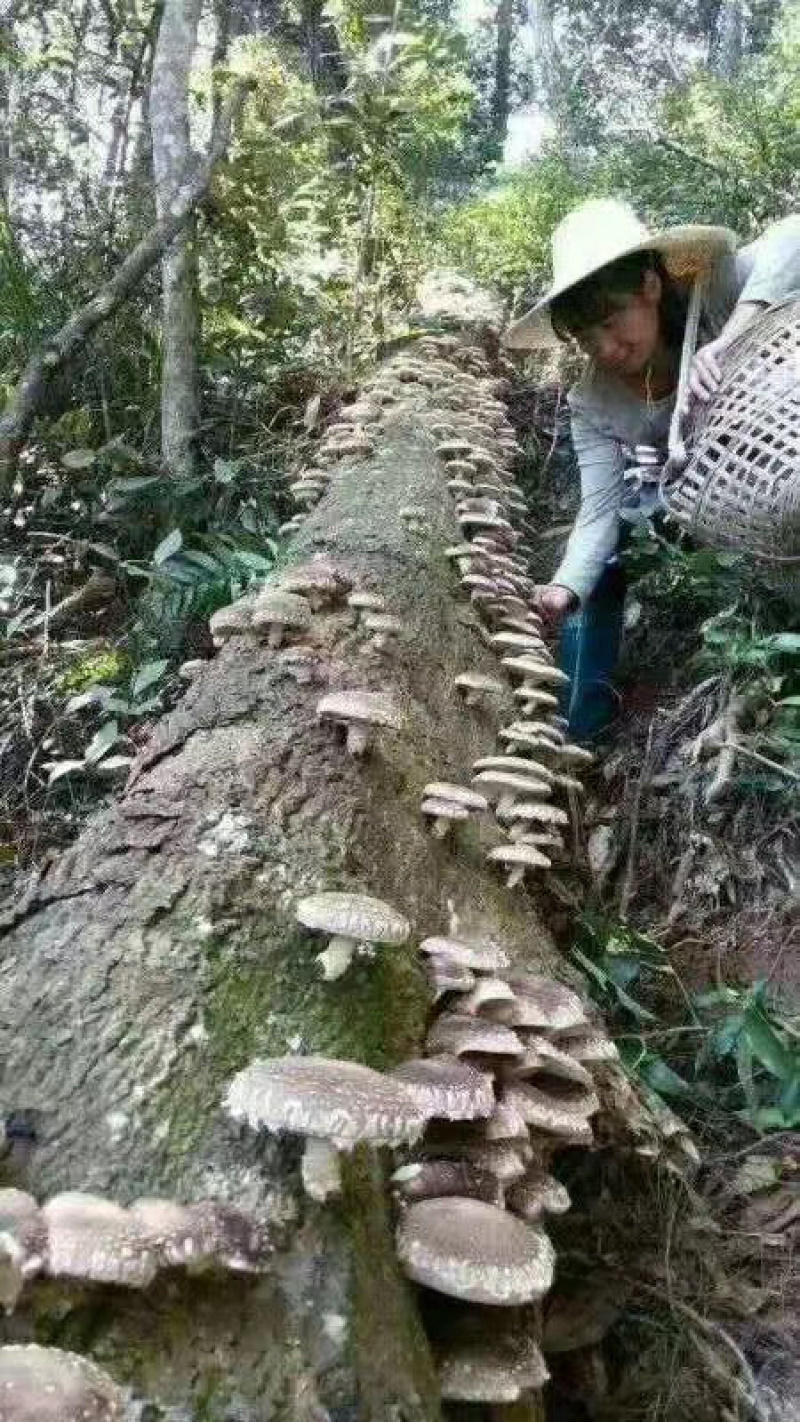 【产地活动】买一送四袋庆元香信菇野菇菌丝培育而成