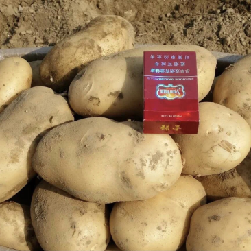 云南盈江土豆,黄皮黄心产地直供一手货源支持看货