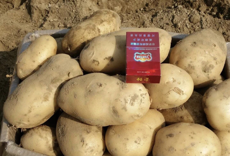 云南盈江土豆，黄皮黄心产地直供一手货源支持看货