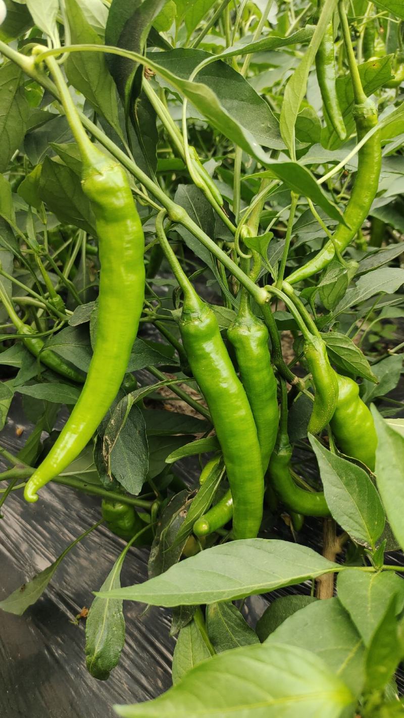 二号椒，螺线，8号现摘现发，货源充足！诚信合作质量至上！