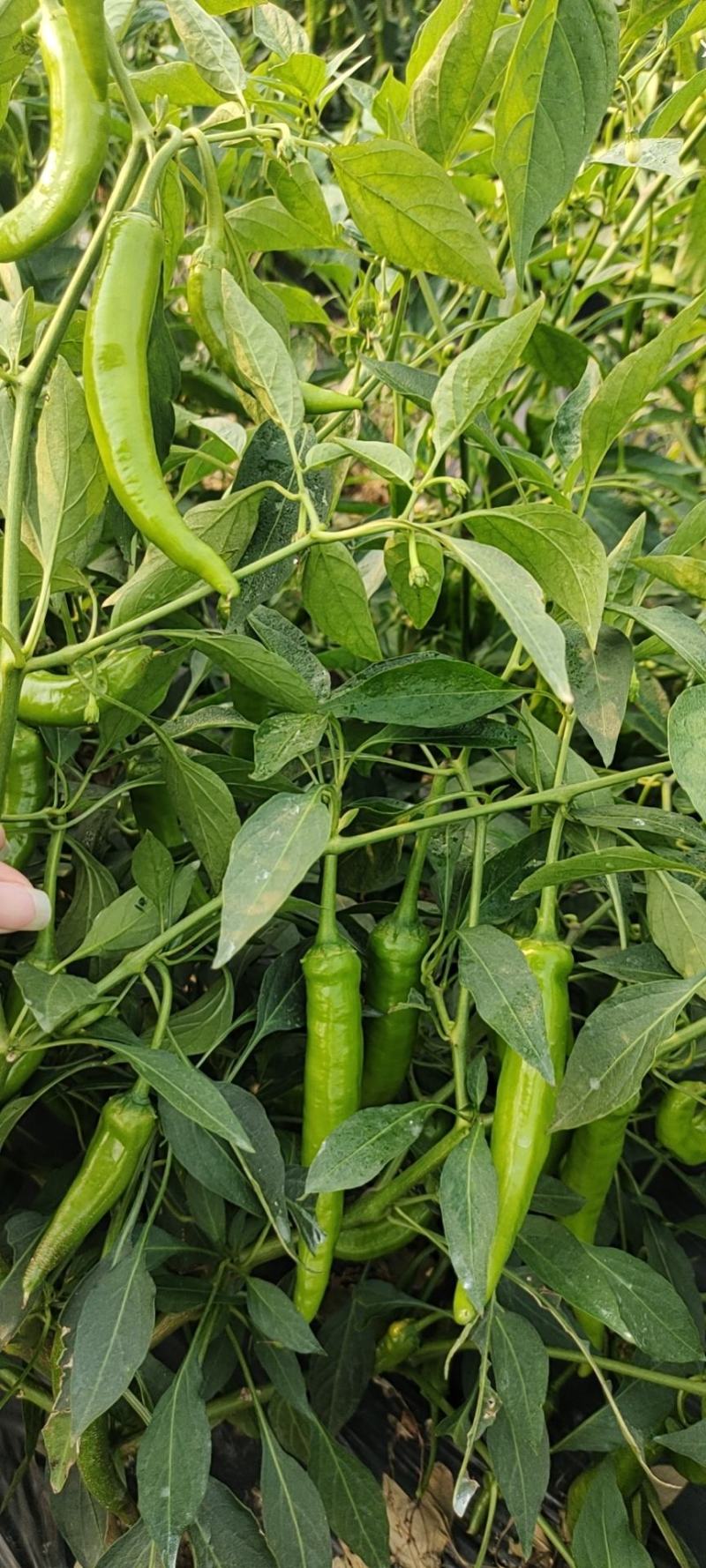 二号椒，螺线，8号现摘现发，货源充足！诚信合作质量至上！