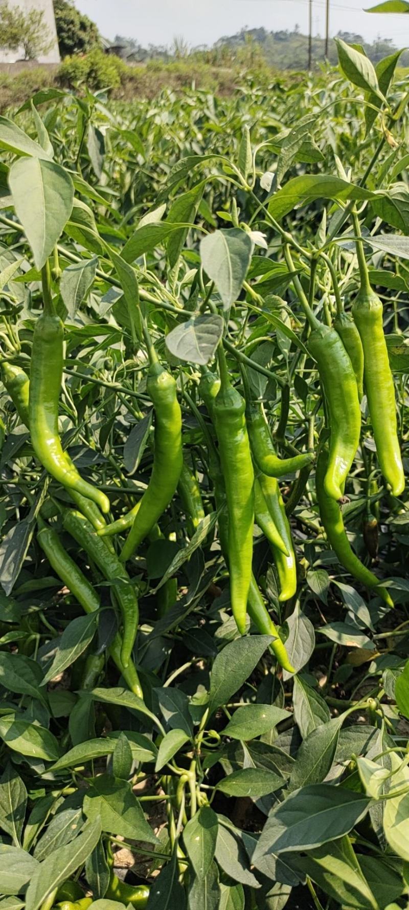 二号椒，螺线，8号现摘现发，货源充足！诚信合作质量至上！