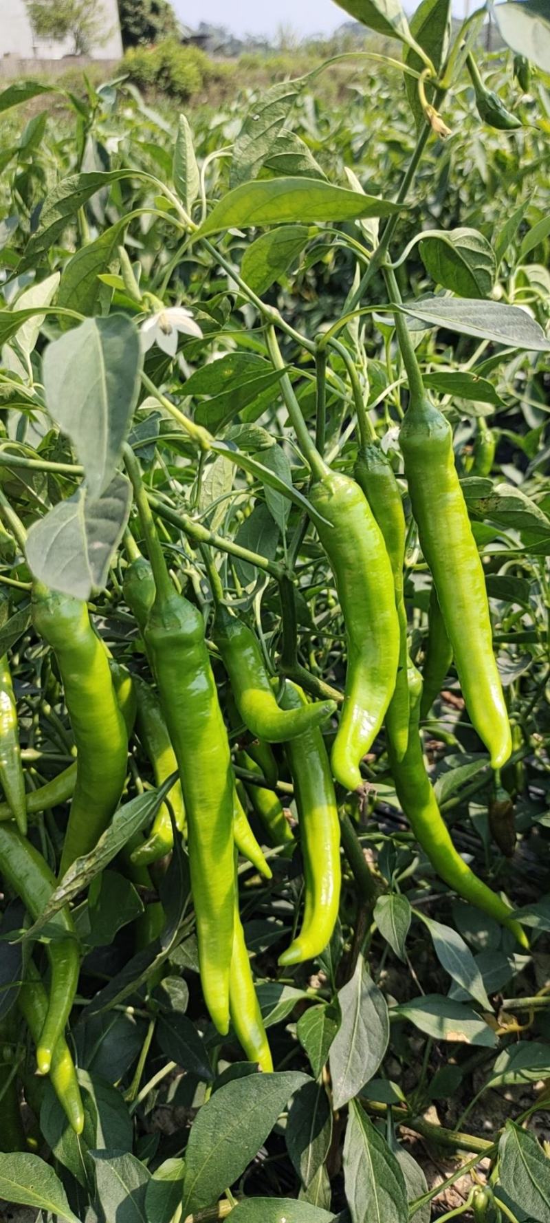 二号椒，螺线，8号现摘现发，货源充足！诚信合作质量至上！