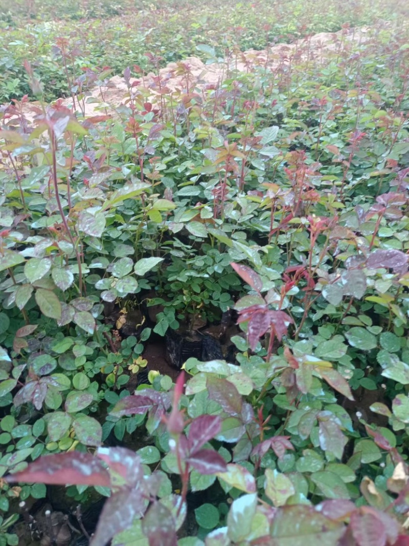 丰华月季大花月季藤本月季树桩月季等各种苗木