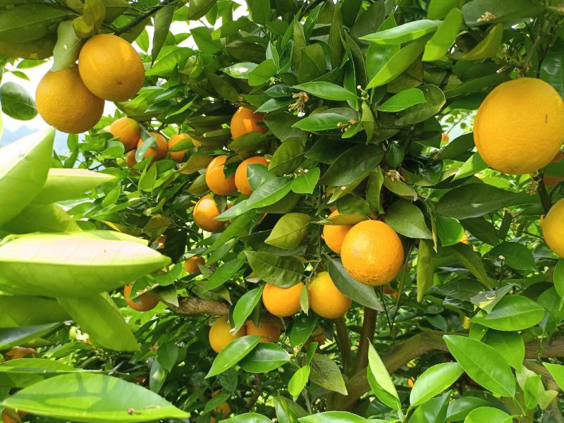 夏橙，广西桂林特产，新鲜水果，夏季热爱。一手货源，诚信经