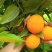 夏橙，广西桂林特产，新鲜水果，夏季热爱。一手货源，诚信经