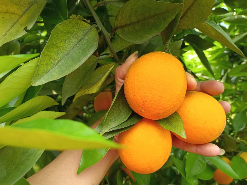 夏橙，广西桂林特产，新鲜水果，夏季热爱。一手货源，诚信经