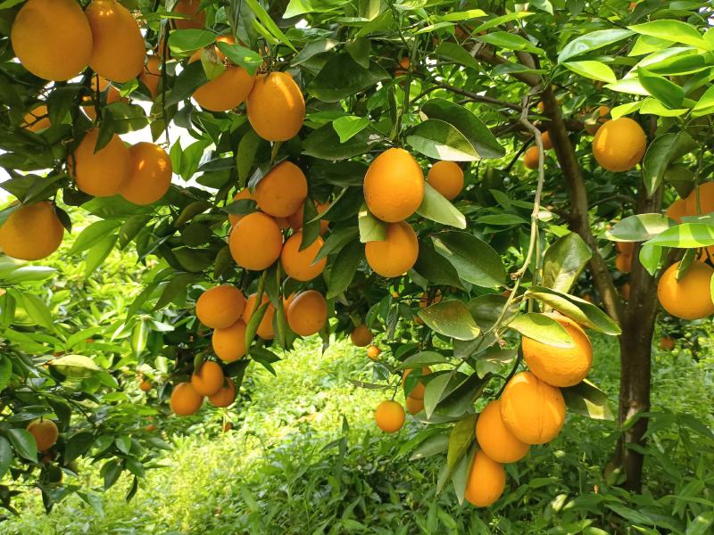 夏橙，广西桂林特产，新鲜水果，夏季热爱。一手货源，诚信经
