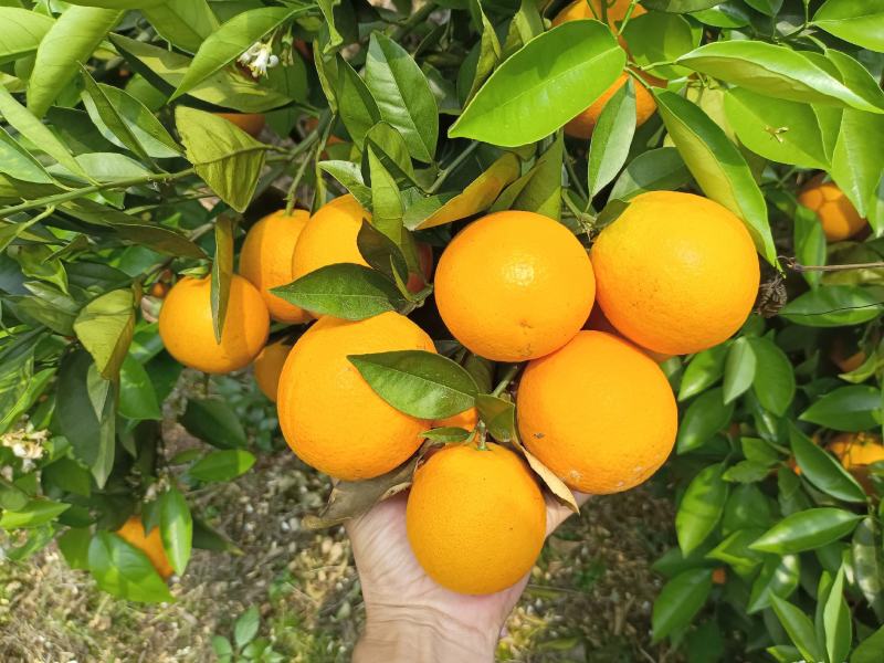 夏橙，广西桂林特产，新鲜水果，夏季热爱。一手货源，诚信经