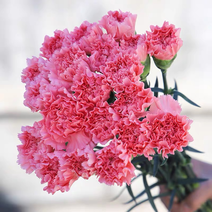 鲜花康乃馨颜色齐全质量保证昆明斗南花卉