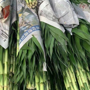 富贵之象征，富贵竹厂家直销，一把10根