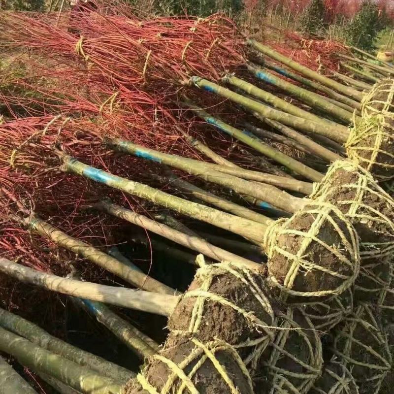 低价出售日本红枫基地直销，品种纯正，不和卖假货拼价格